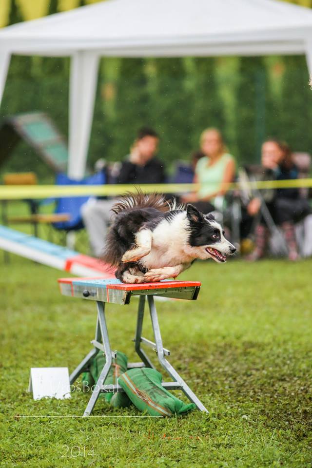 10492120_844129132263881_713883938114336741_n 10492120_844129132263881_713883938114336741_n