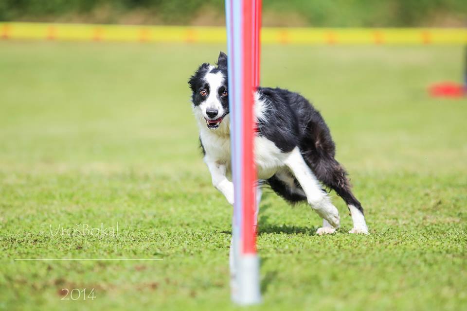 10615403_847384775271650_5805275932686534264_n 10615403_847384775271650_5805275932686534264_n