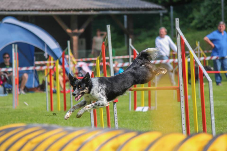 11392918_1105860009430895_5578751323980403509_n 11392918_1105860009430895_5578751323980403509_n