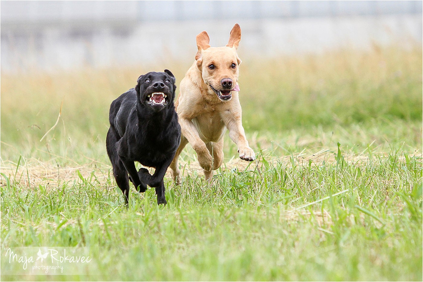 lolabu2014-uschi_015