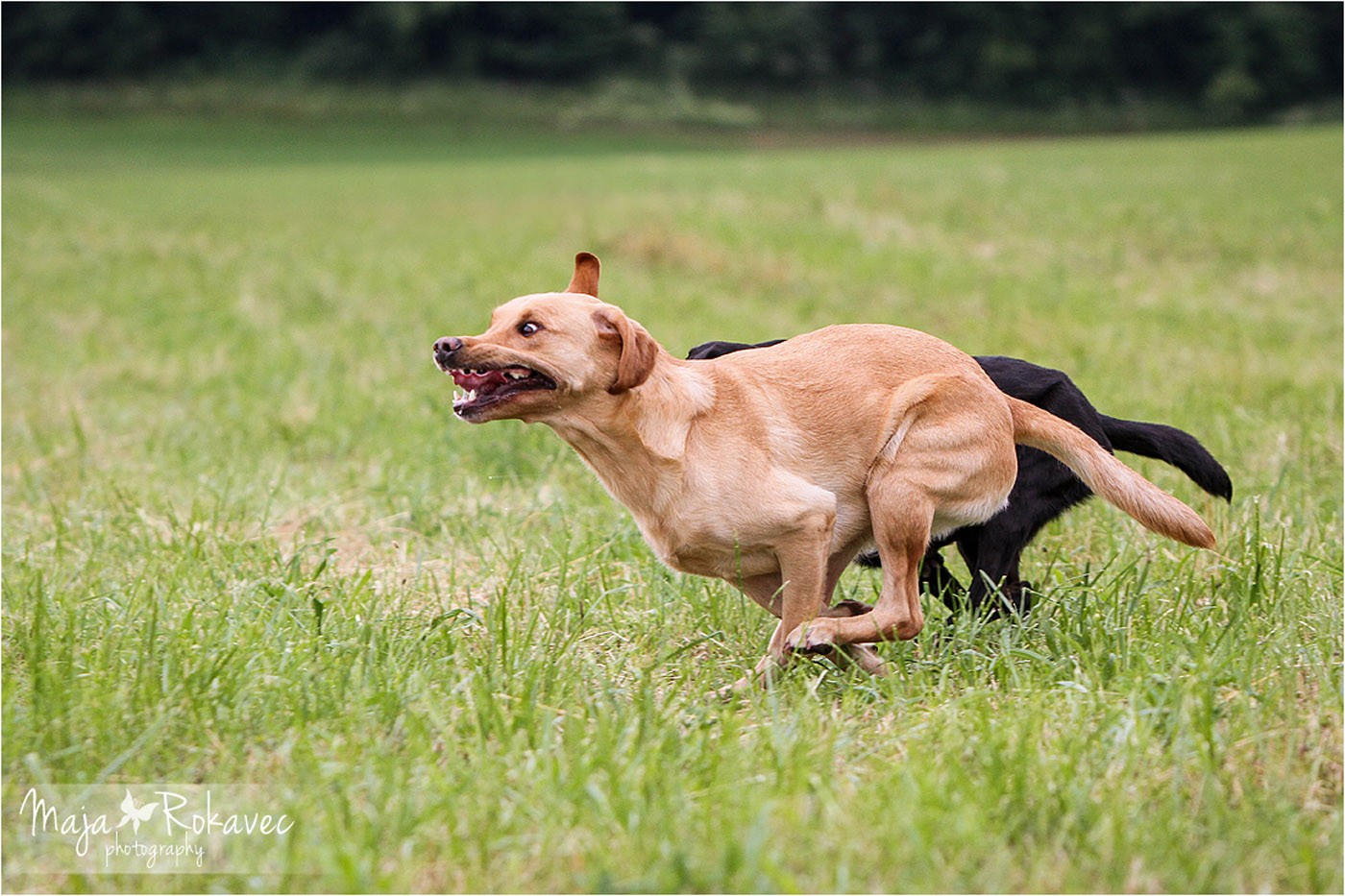 lolabu2014-uschi_018